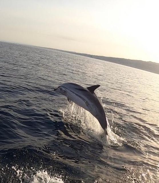boat tour exploring and searching for dolphins in Acitrezza - Setting Off from Aci Trezza’s Centenary Port