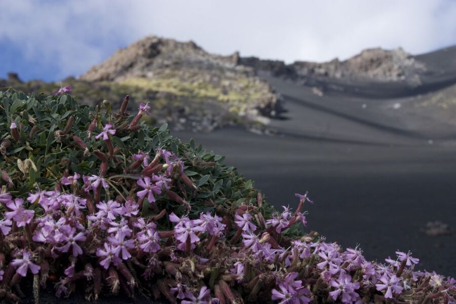 Catania: Etna Morning or Sunset Trek with Lava Tunnel & Gear - The crater hike: lava desert walking and secondary craters