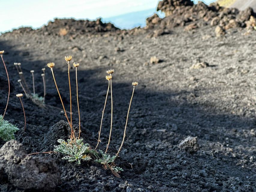 Catania: Etna Morning or Sunset Trek with Lava Tunnel & Gear - Morning vs sunset: picking the right light for photos