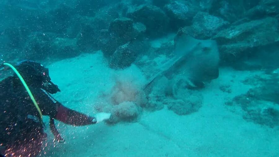 Catania: Gulf Scuba Diving Tour with Marine Biologist - Realistic expectations: conditions can change, and that’s part of the process