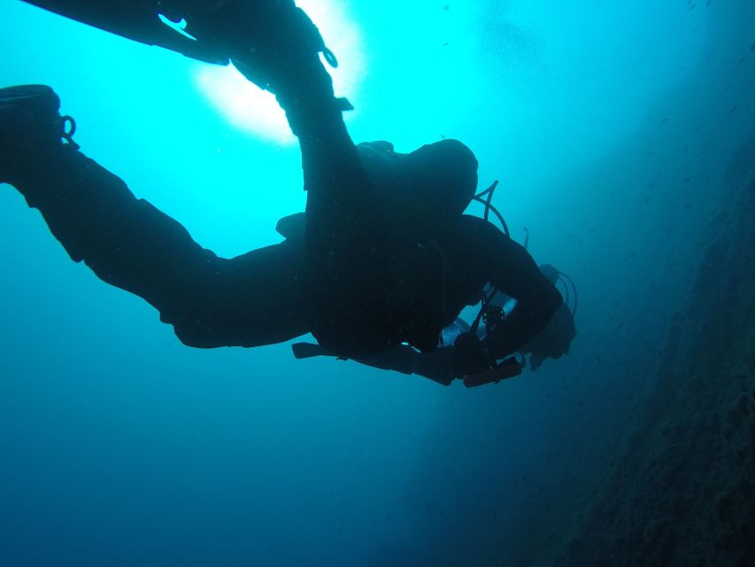 Catania: Gulf Scuba Diving Tour with Marine Biologist - What you’re likely to see: bream, octopus, sponges, and more
