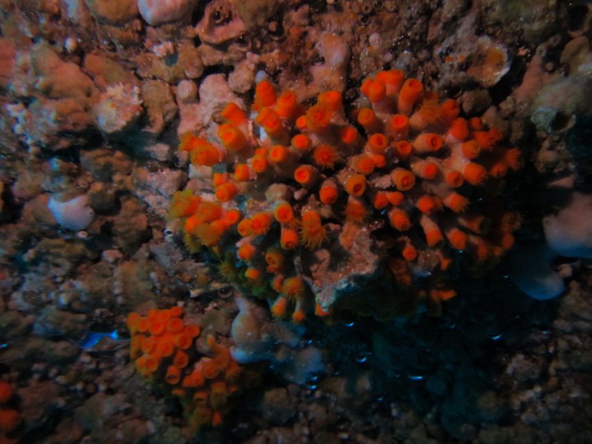 Catania: Gulf Scuba Diving Tour with Marine Biologist - Marine biologist guidance: named instructors and the value of learning