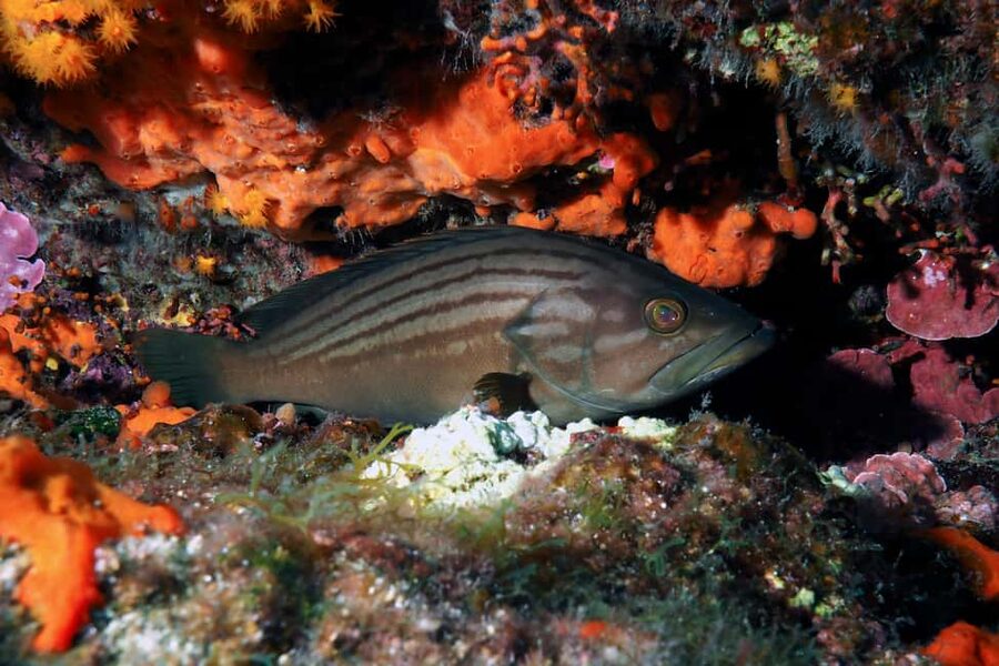 Catania: Scuba Diving Experience - Key points before you go