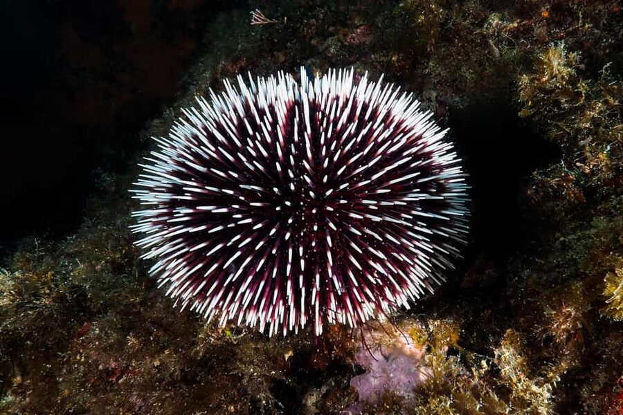 Catania: Scuba Diving Experience - First Breath in the Blue, with a 5-Meter Limit