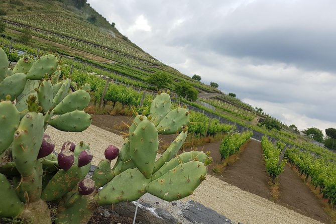 Etna Easy & Winery from Messina, Catania or Taormina/G. Naxos - English-Friendly, Mobile Ticket, and a Smooth Day Setup