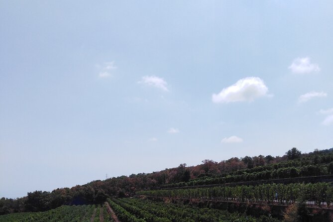 Etna private tour with wine cellar gambino lunch and wine tasting - Wine, Liqueurs, and Food: What Gets Included (and How to Pace It)