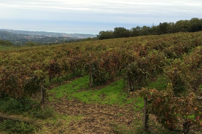 Etna Tour and Lunch in a Winery with Wine Tasting - Taormina Option: When Extra Sights Affect Etna Time