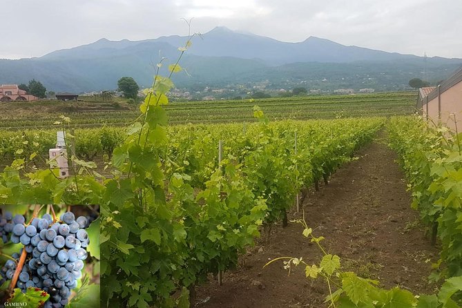 Etna trekking and wine tasting - Etna on a timer: how the full day actually runs