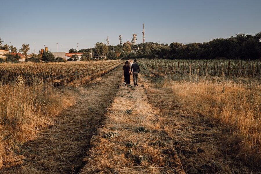 Etna: Urban Winery, Vineyards Walk & Wine Tasting at Sunset - Key highlights you’ll actually feel on the day