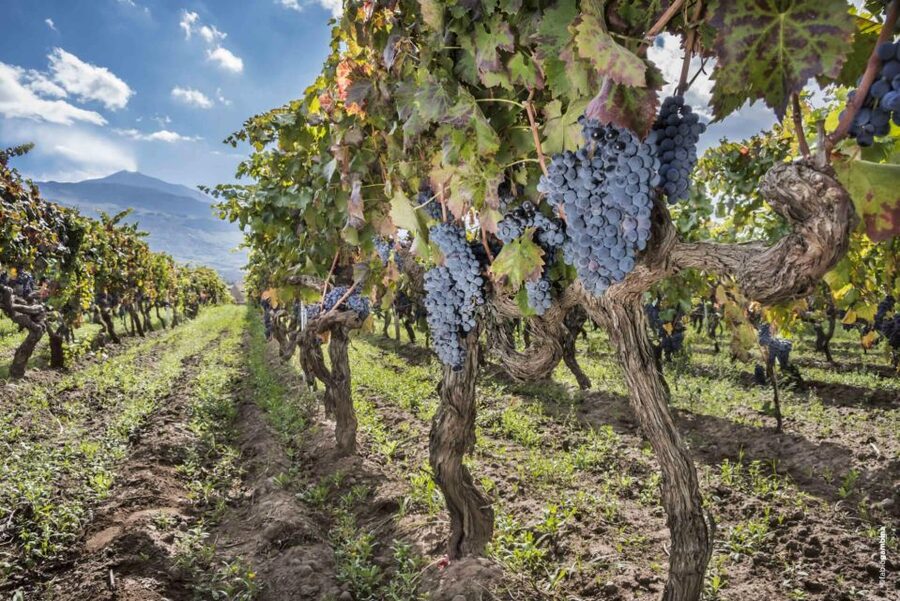 Etna & Wine Private Day Tour - The winery stop: a family-run volcanic wine visit