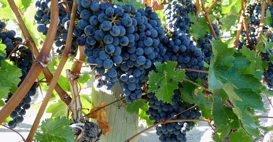 From Catania: Mount Etna Half-Day Tour and Wine Experience - Pickup from Catania: get out before the day heats up