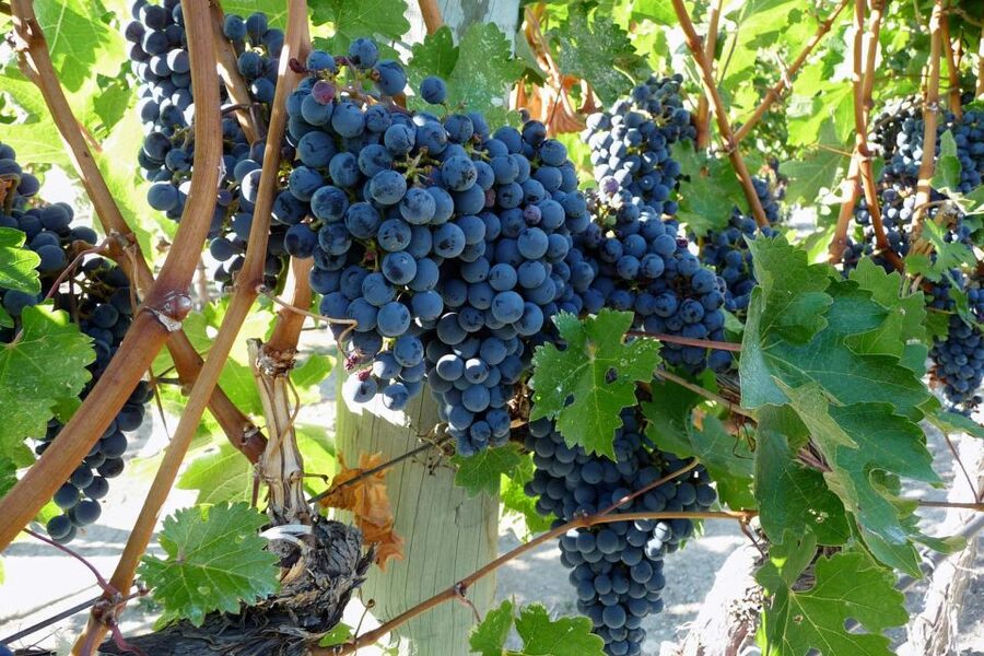 From Catania: Mount Etna Half-Day Tour and Wine Experience - The lava cave with helmets and torches