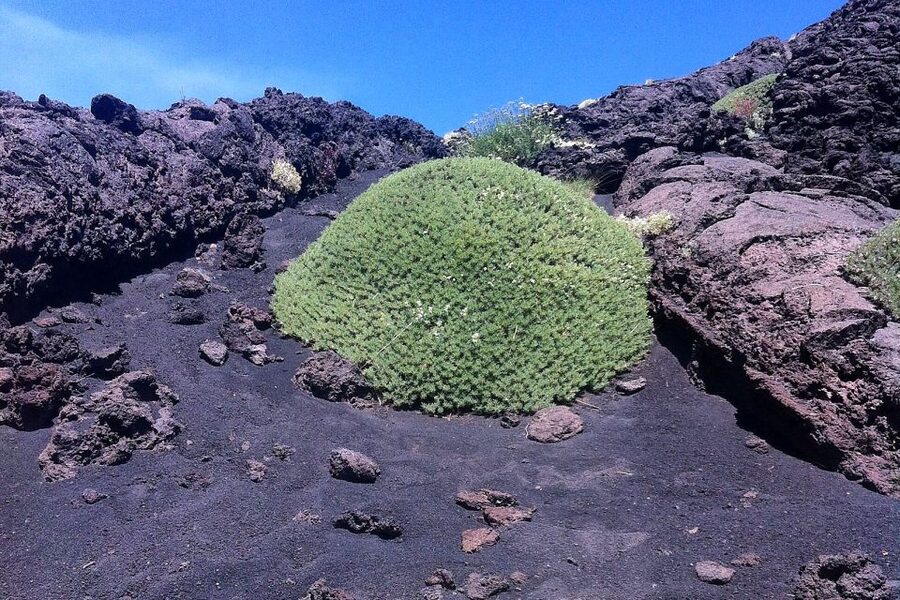 From Catania: Mount Etna Half-Day Tour and Wine Experience - Etna craters on foot: views, wind, and uneven ground