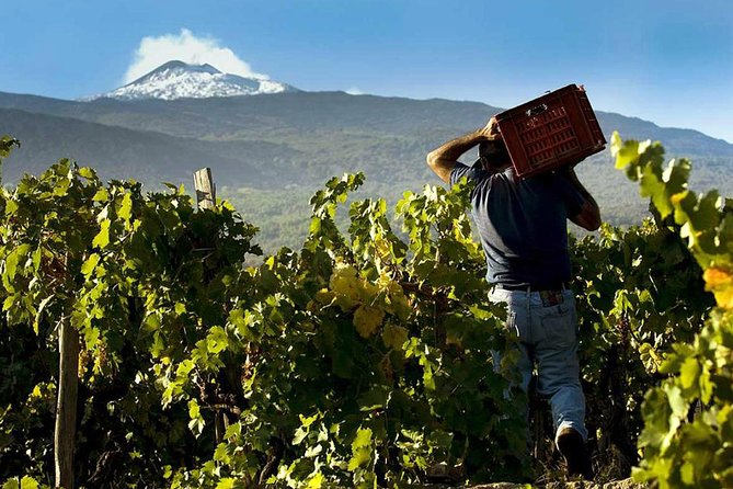 From Catania: Private and Guided Etna tour + Lunch at Etna Winery - From Catania Up Etna: how the day is paced