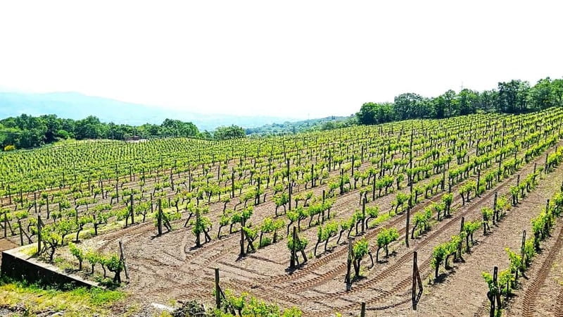 From Taormina: Etna Walking Tour and Wine Tasting in Winery - What’s included (and what you should mentally budget for)