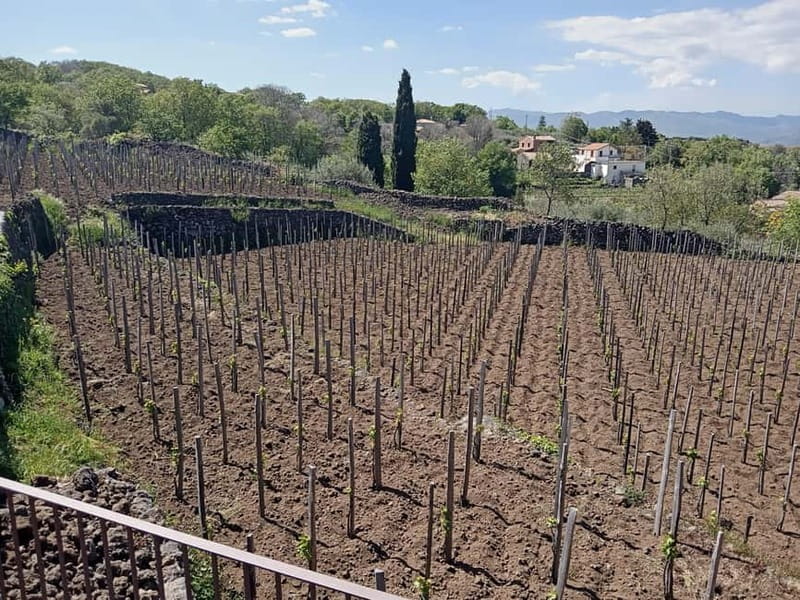 From Taormina: Etna Walking Tour and Wine Tasting in Winery - Price and value: is $180-ish actually fair?