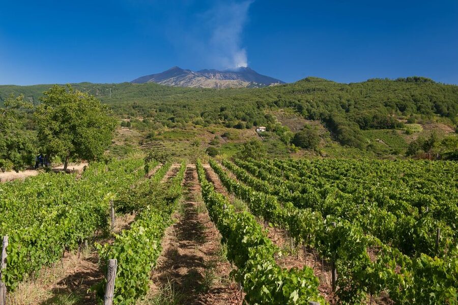 From Taormina: Private 3 Etna Wineries with Food & Wine - The wine tastings and food pairings: what the 10 wines really means