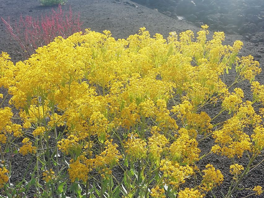 Mount Etna and Alcantara Gorges Day Trip - Alcantara Valley Gorges: Basalt River Walk and a Cooling Reset