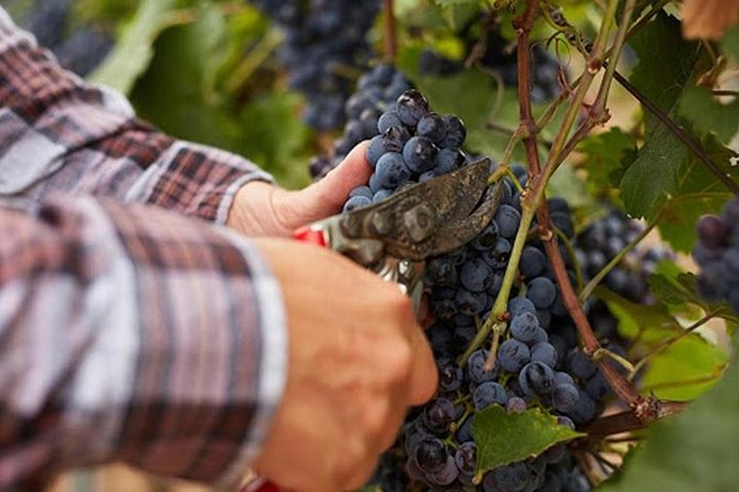 Private visit to the cellars of Etna with wine tasting - How the 6-hour Etna day actually feels from Catania