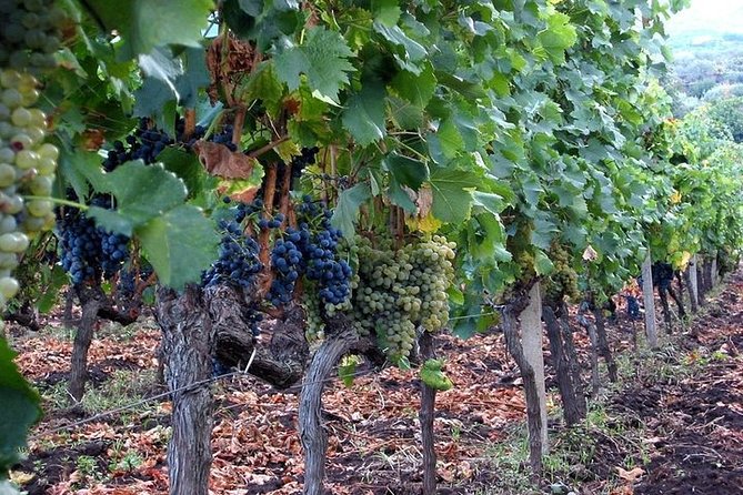 Private visit to the cellars of Etna with wine tasting - Price and value: is $220.02 per person worth it?