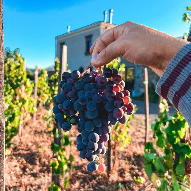 Wine tour with wine tasting - Old Palmento time: stepping into Etna’s production heritage